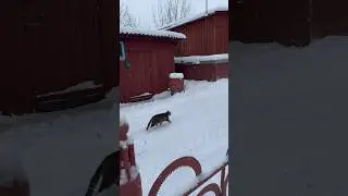 Грейдер всегда не вовремя 🚜 