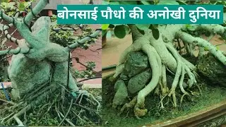 बोनसाई पौधो की अनोखी दुनिया || 30-40 वर्षों की मेहनत || Bonsai 2024 ||