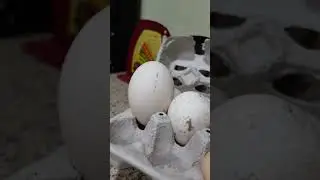 Surprise! HUGE Turkey Egg! #shorts