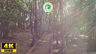 Nature's Harmony  - Forest walk (4K Video)