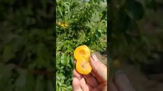 слива Светлана в Сибири