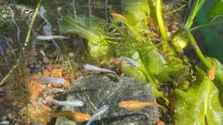 Breeding Medaka Japanese Rice Fish & Easy Mini Patio Pond Setup !