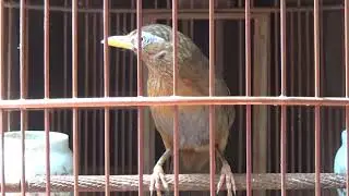 The bird is in the process of tame