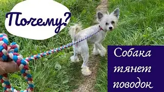 Why does a dog pull on a leash? We analyze 6 main reasons for a taut leash