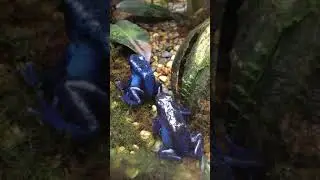 Голубой древолаз