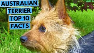 Australian Terrier - TOP 10 Interesting Facts