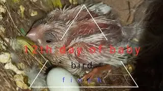 12 th day of the finch bird baby