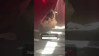 Давай вопрос 🙋‍♀️ #собака #шифа #pug #мопсы #мопс