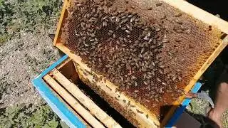 The most extreme case How to find the queen in the hive.