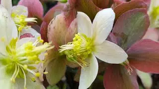 HELLEBORUS x Nigercors 'Emma'