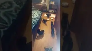 Йоркширские тереры