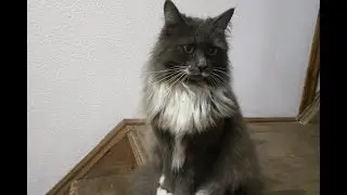 Знакомство взрослой кошки и щенка. Как Муся восприняла Багиру?