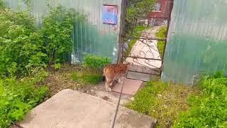 Прогулки Рыси с Собаками