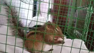 Baby squirrel eating rice 