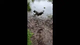 Freshwater Eel RARE Catch! Novice Anglers FAIL! Belfast UK