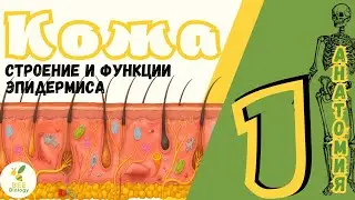 •КОЖА• строение эпидермиса кожи (часть 1)