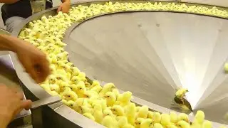 Incredible Broiler Chicken Farming - Poultry Farm. Amazing Modern Chicks Poultry Farming Technology