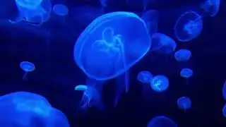 МЕДИТАЦИЯ БЛАГОДАРНОСТИ перед сном .  Медитация творящая  чудеса!!!