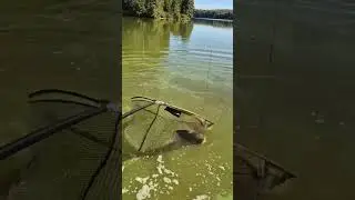 Трофейный карп в Сафари-парке. 10.5 кг