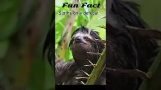 Fun Facts : Sloth 🤣