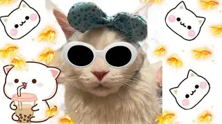 А ваш кот также ест?