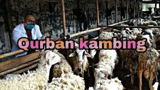 Proses pemotongan kambing kurban 2020