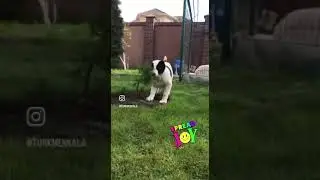 Что щенку для счастья надо?
