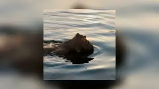 Adele - One and only (sped up)