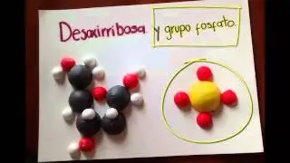 Estructra ADN 3D con bolas de icopor (Maqueta)