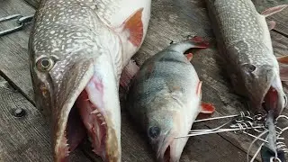 Трофейная Щука   р.Ока ( Жалко что за хвост) Big Pike Russia