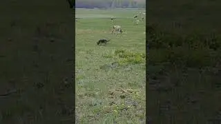 Дик 10 мес