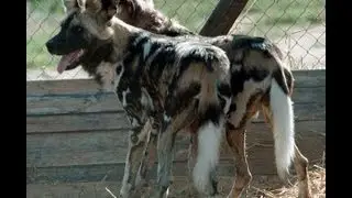 "HORROR" "SCREAMS AND PROFANITY" AFRICAN WILD DOGS MAUL 2 YR OLD BOY TO DEATH AT PITTSBURG ZOO