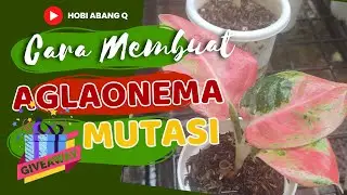 045c Cara Membuat Aglaonema Mutasi dan Persiapan Give Away Part 2
