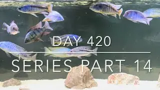 Series part 14 DAY 420 African cichlids progress update.