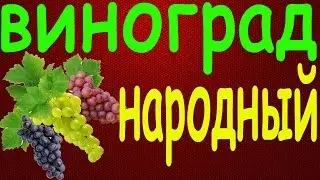 Виноград Народный