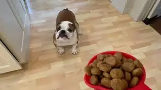 Too LAZY to eat!!!!!! Will she? bulldog