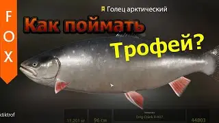 Голец Арктический как поймать трофа? Русская Рыбалка 4