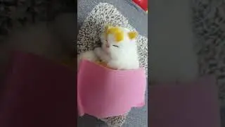 귀여운부들이