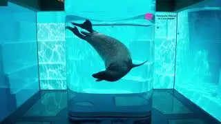 Marine World Uminonakamichi, Fukuoka
