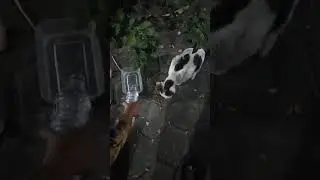 masih kelaparan. #shorts #cat #catlover #kucing #kucinglucu #kitten #shortsvideo