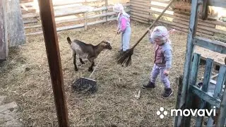 Уборка в козовнике. Внучки😄 помогают😄😄😄👍