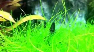 Neocaridina davidi var. 