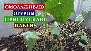 Омолаживаю огурцы, приспускаю плети