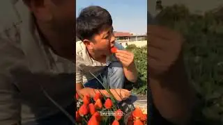 🤩😱Farm Fresh Ninja Fruit | Ajoyib |Вы еще этого не видели😍#mr