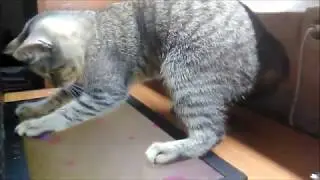 КАК ПОЙМАТЬ МЫШКУ? HOW TO CATCH A MOUSE?マウスをキャッチするには? วิธีที่จะจับเป็นหนูน้อย? CÓMO ATRAPAR UN RATÓN