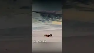 Лошадь отбилась от стаи волков.