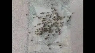 Сажаю только этот ароматный сорт укропа.
