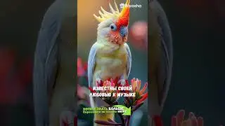 #Shorts 🦜Кореллы🦜Узнайте, почему эти попугаи особенные🦜
