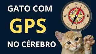 🧭 O GPS Secreto dos Gatos  O Mistério Que a Ciência Ainda Não Explicou!
