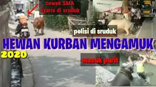HEWAN KURBAN MENGAMUK | 10 TRAGEDI KURBAN 2020